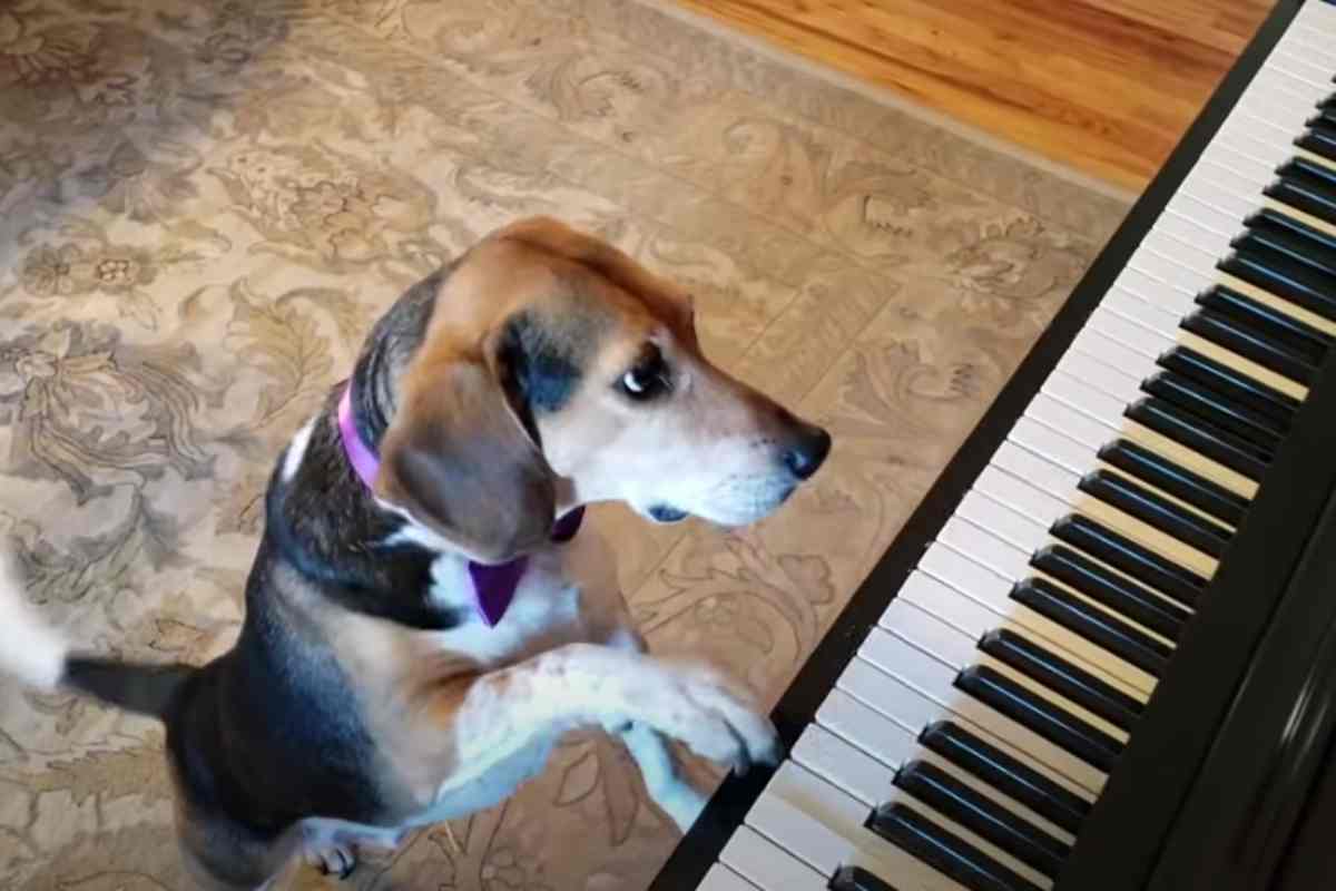 cane musicista video