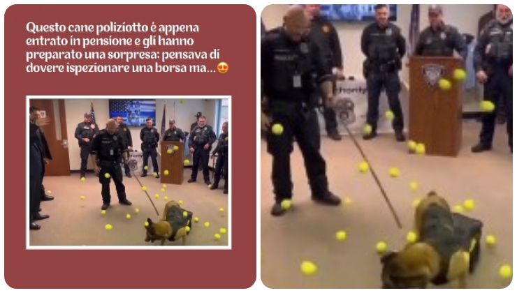 cane poliziotto va in pensione