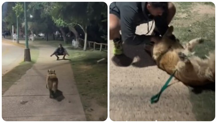 Las storia dei questo cane ha commosso il web!