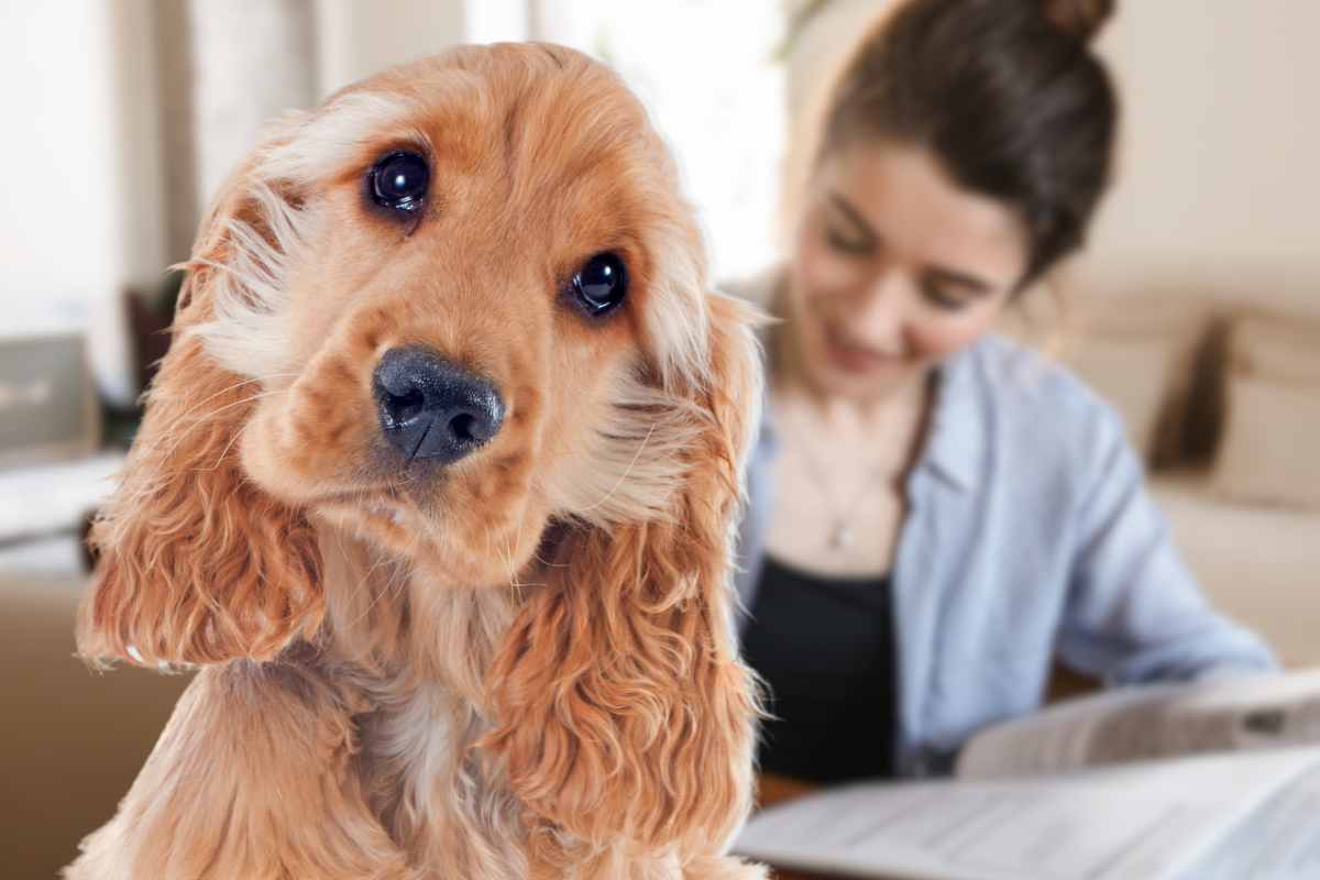 Cucciolo di cocker distrae padrona