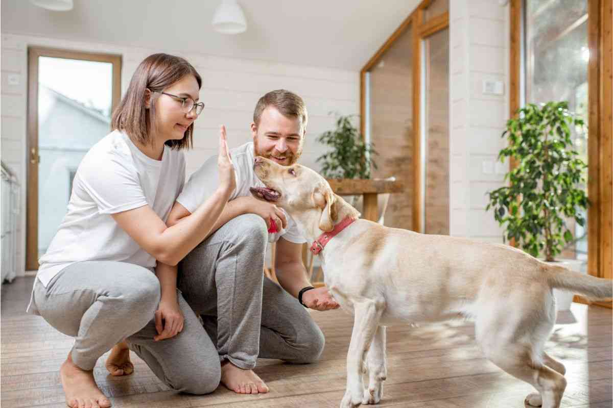 cani in casa regole