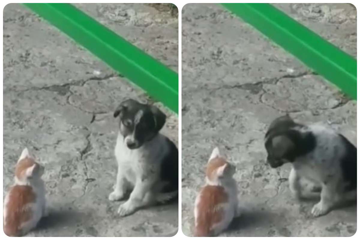 Cani e gatti nemici