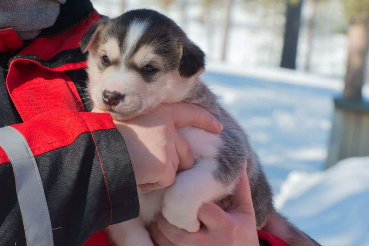 Cuccioli abbandonati salvataggio