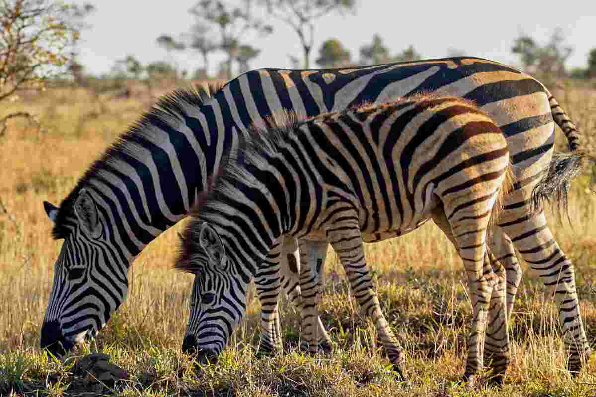 cuccioli di zebra hanno fame