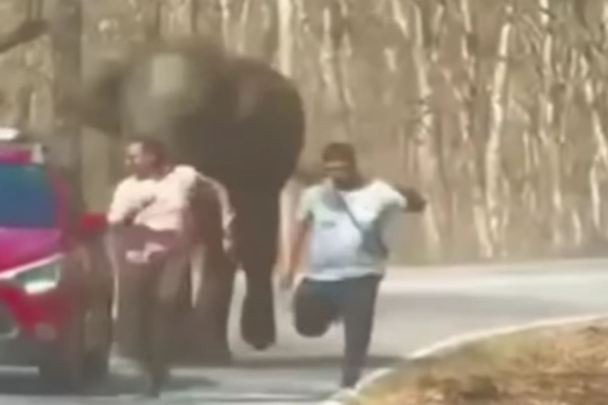 turisti selfie con elefante