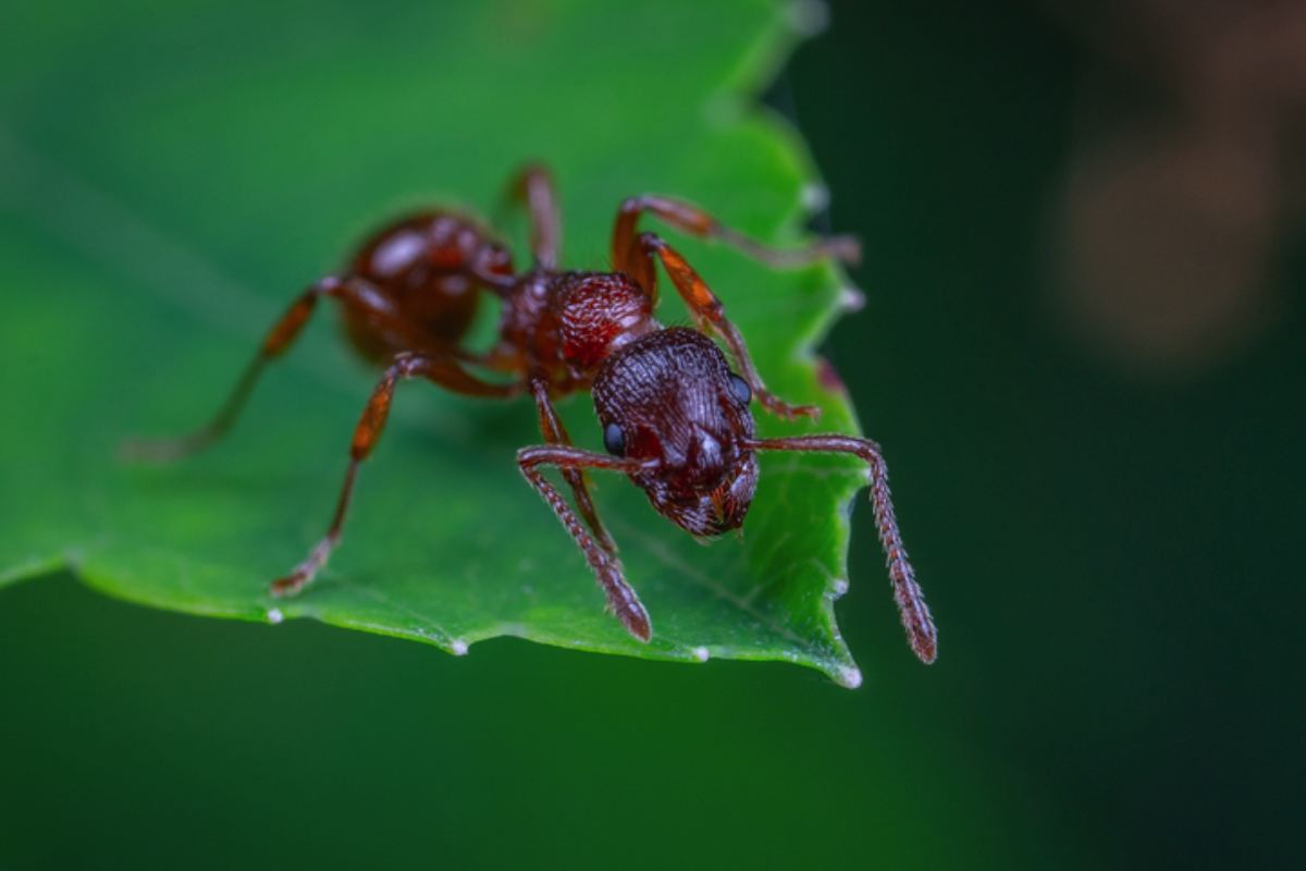 La caratteristica insolita delle formiche