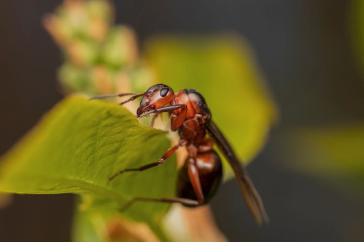 Come fanno le formiche a respirare? 