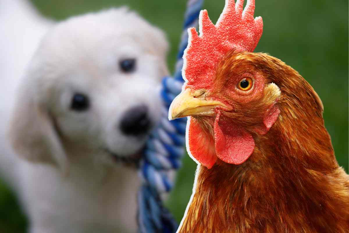 Gallina protegge il cane 