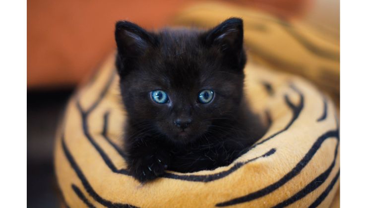 I gatti neri portano sfortuna?