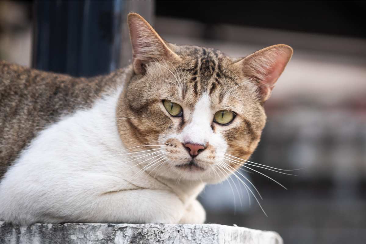 dove si nascondono i gatti