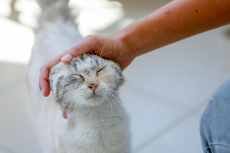 Salva il gatto e lo adotta