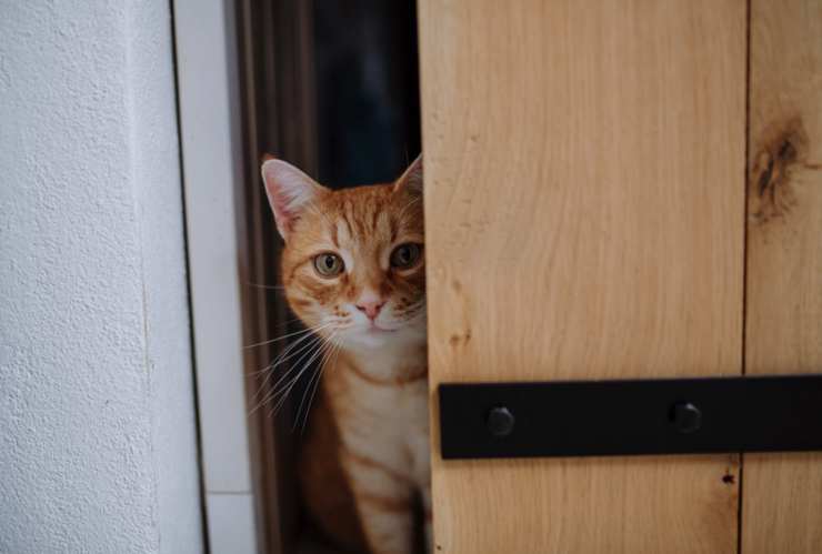 gatto aspetta padrone dietro la porta