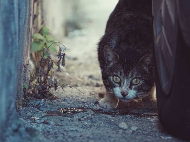 dove si nascondono i gatti 