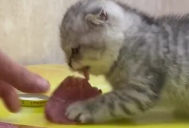 gatto trattiene il cibo