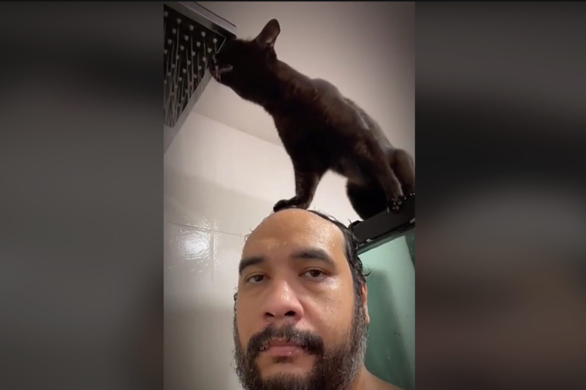 gatto doccia