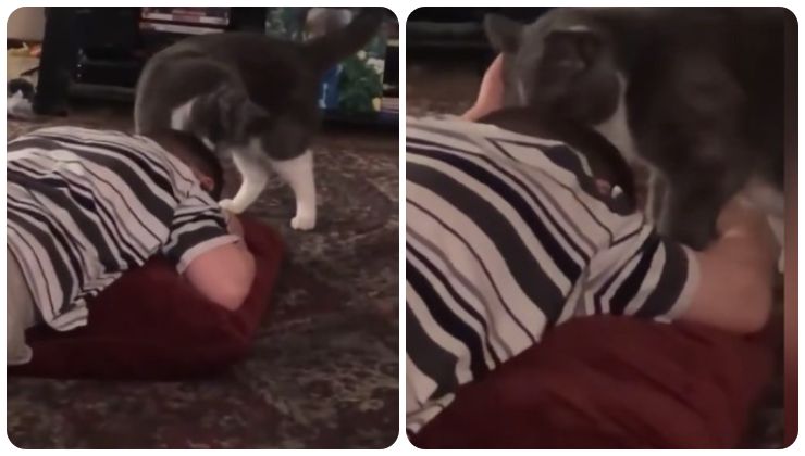 Il gatto rasserena il bimbo