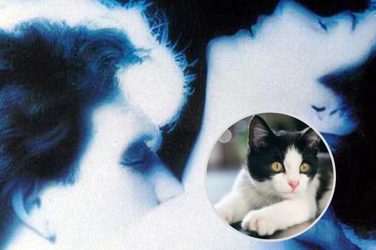 Ghost gatto video