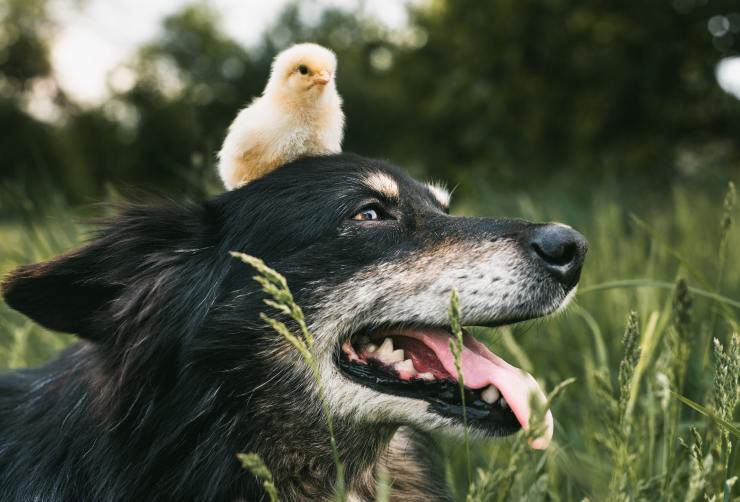 Gli animali e l'amore incondizionato