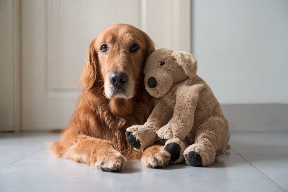 Golden retriever pupazzo video