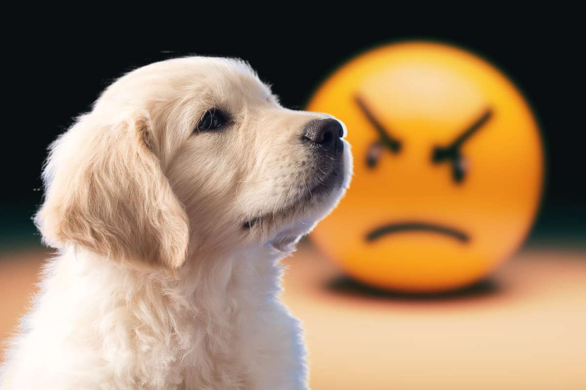 cucciolo di golden retriever