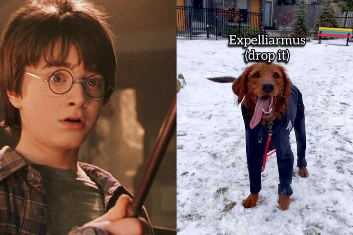 cane harry potter