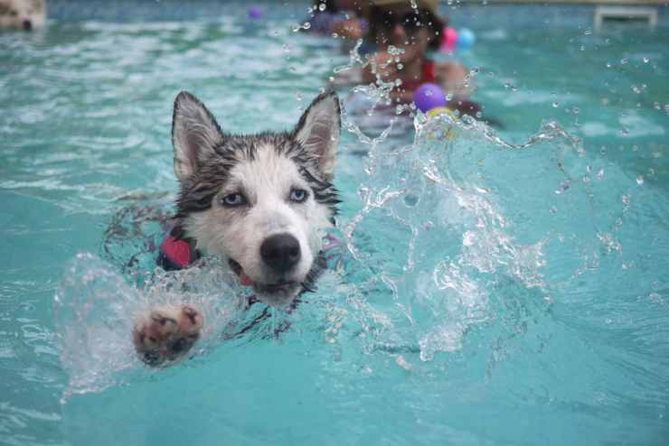 I cani amano l'acqua? I principali vantaggi del nuoto per i tuoi amici a quattro zampe