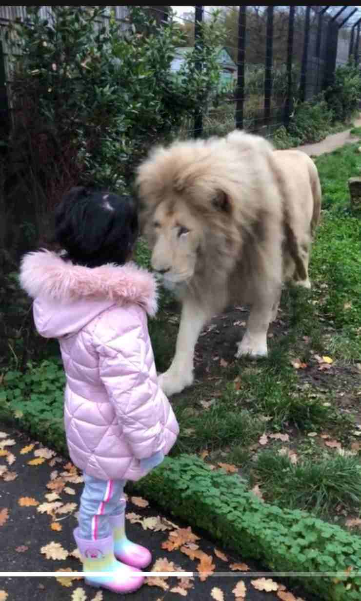 Incontro Leone Bambina cosa succede