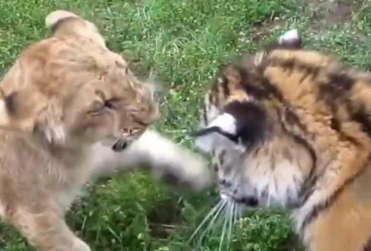 scontro tigre leone