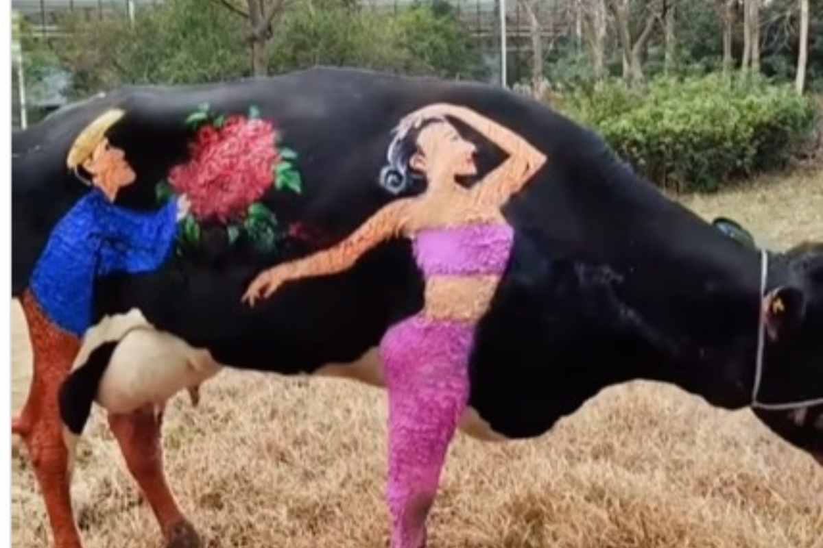artista dipinge sul corpo di una mucca