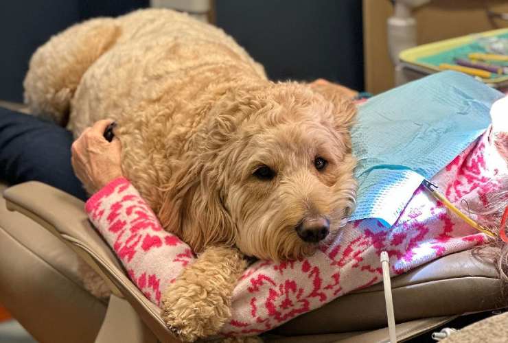 cane assistente dentista 