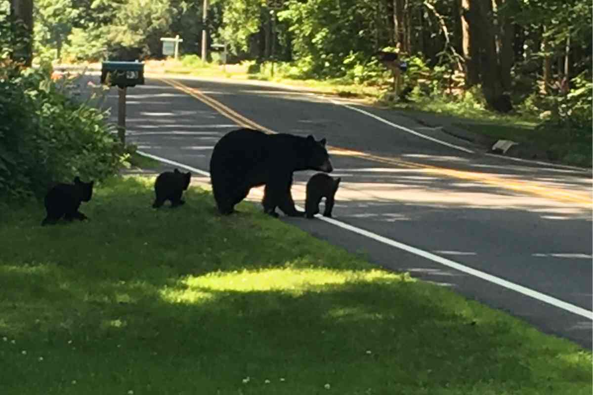 Orso baby attraversa strada con la mamma: cosa è successo