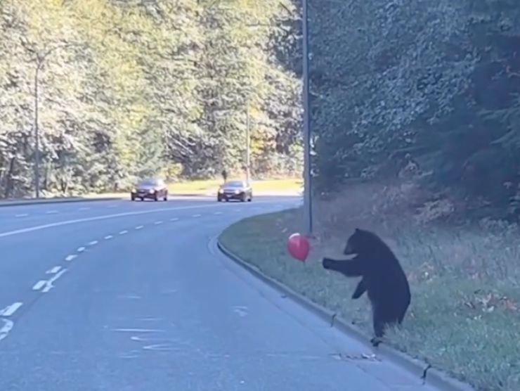 Orso baby attraversa la strada: accade l'inimmaginabile