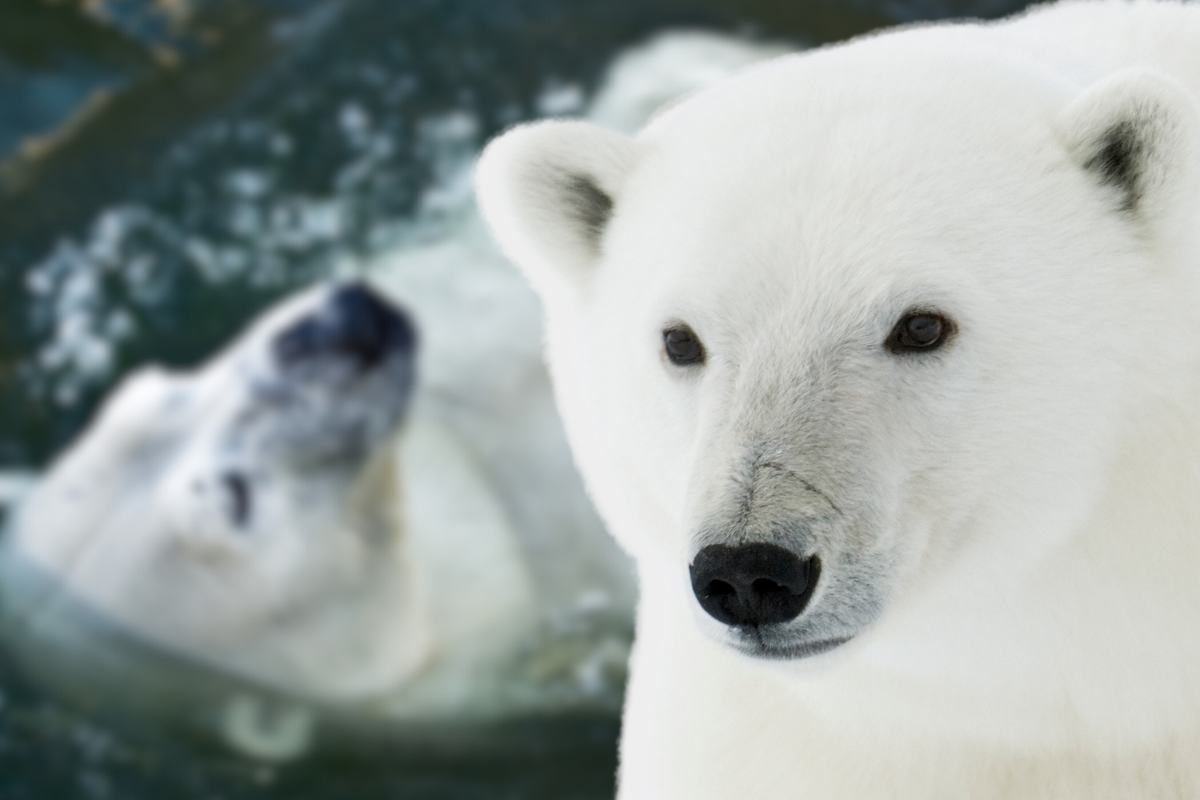 orso polare bagno