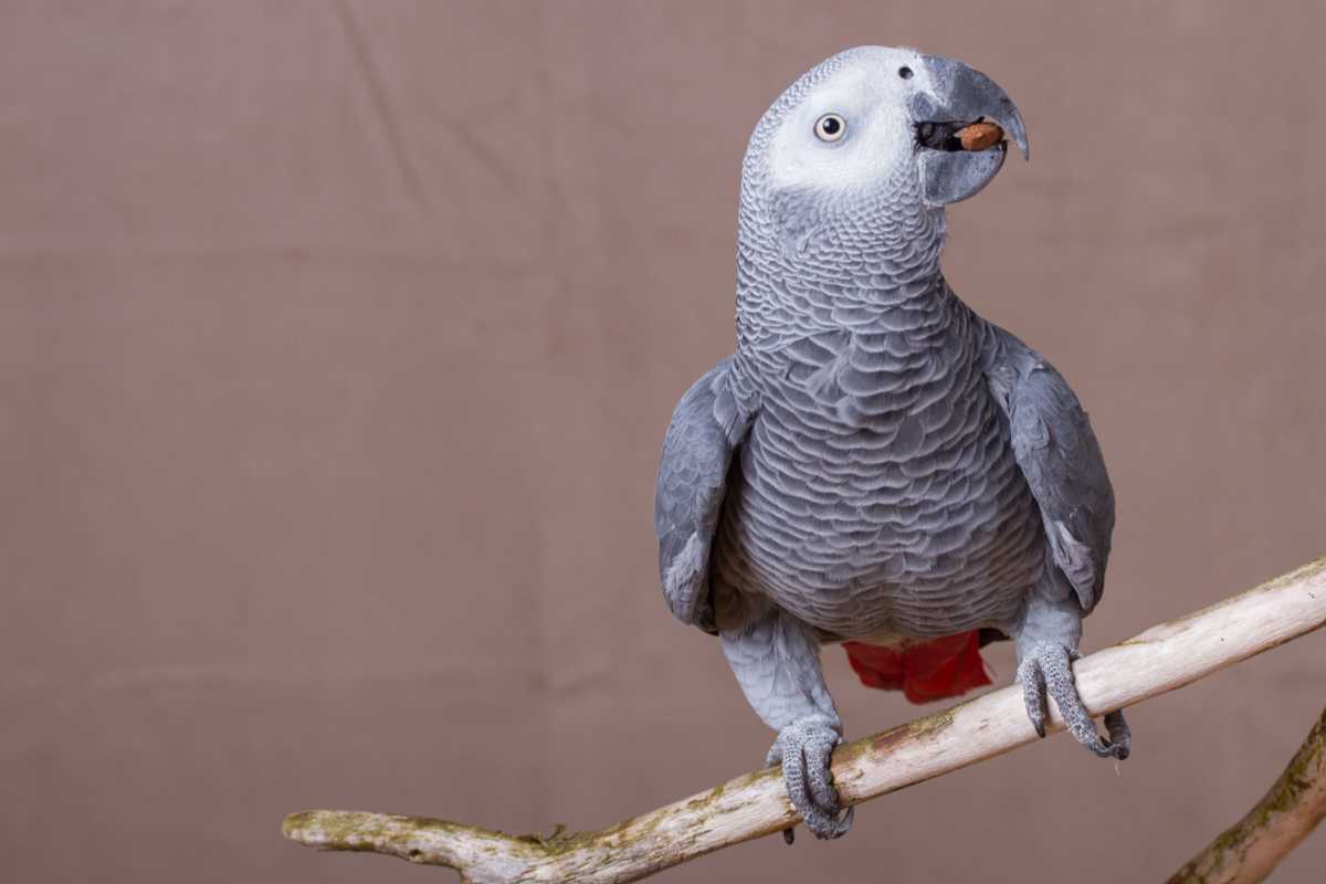 pappagallo più intelligente al mondo