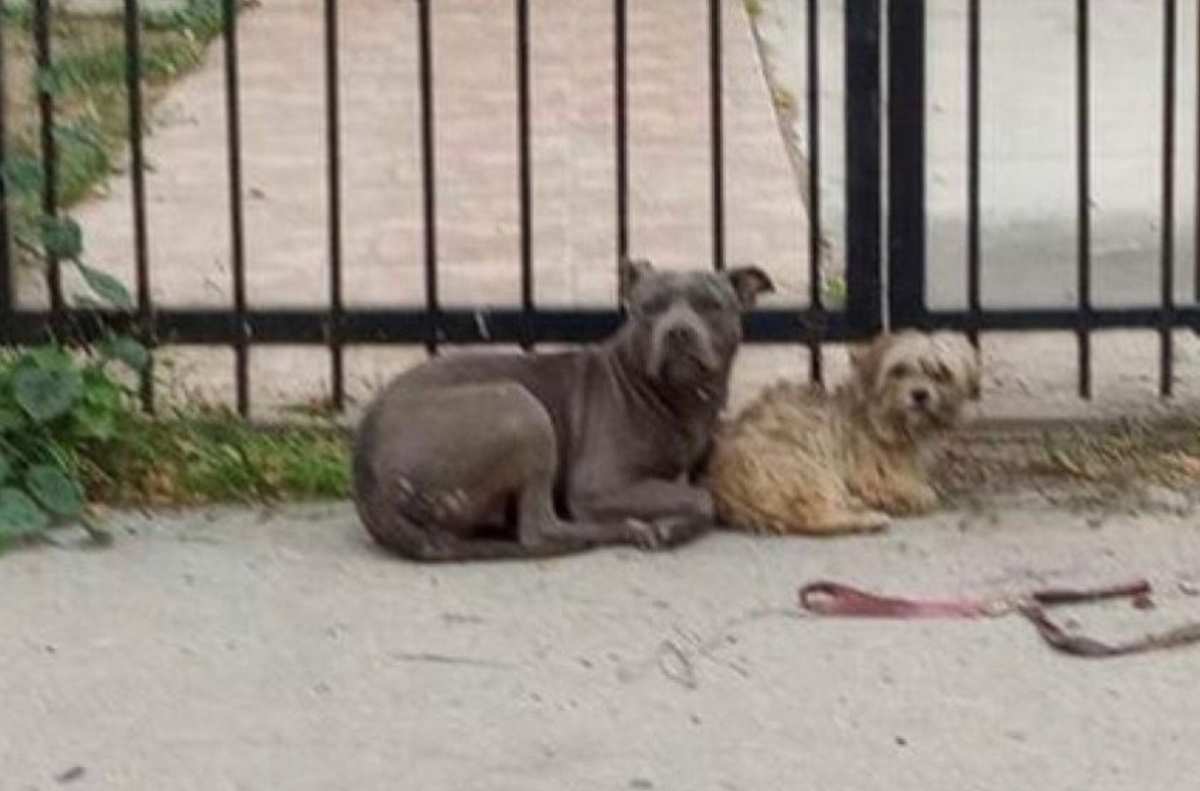 cagnoline indivisibili