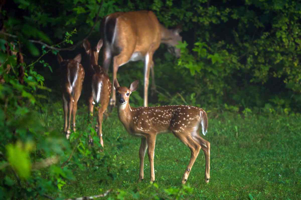 mamma cerbiatto cucciolo