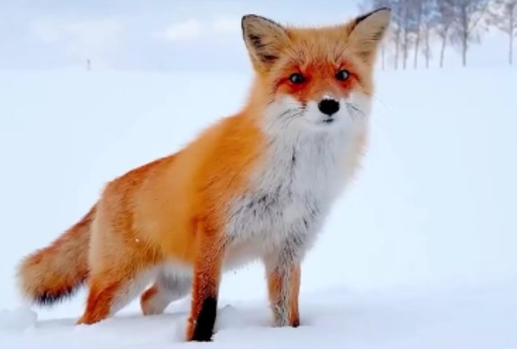 Uomo incontra volpe sulla neve