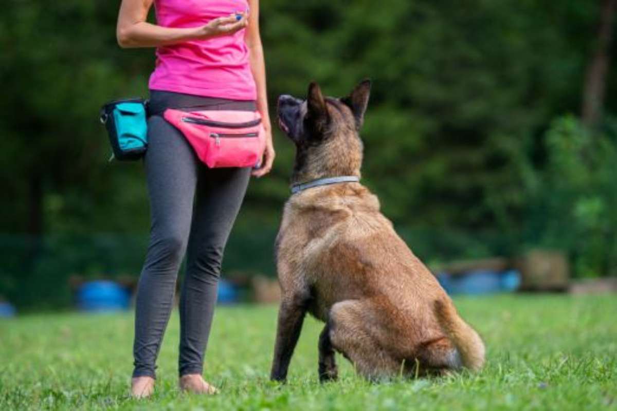 errore addestramento cane