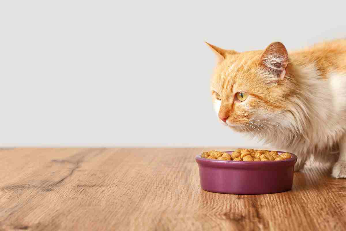 alimenti tossici gatto