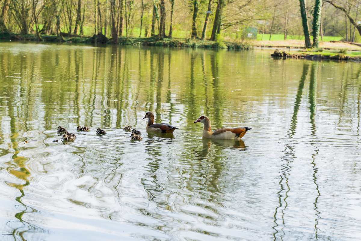 Mamma anatra e i suoi piccoli primo tuffo