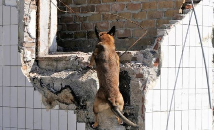 gli animali avvertono l'arrivo di un terremoto?