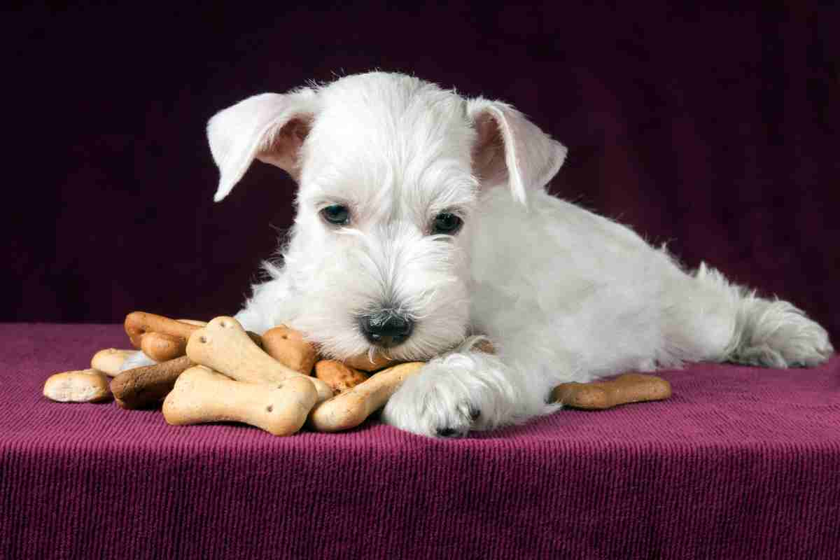 ricetta biscotti per cani