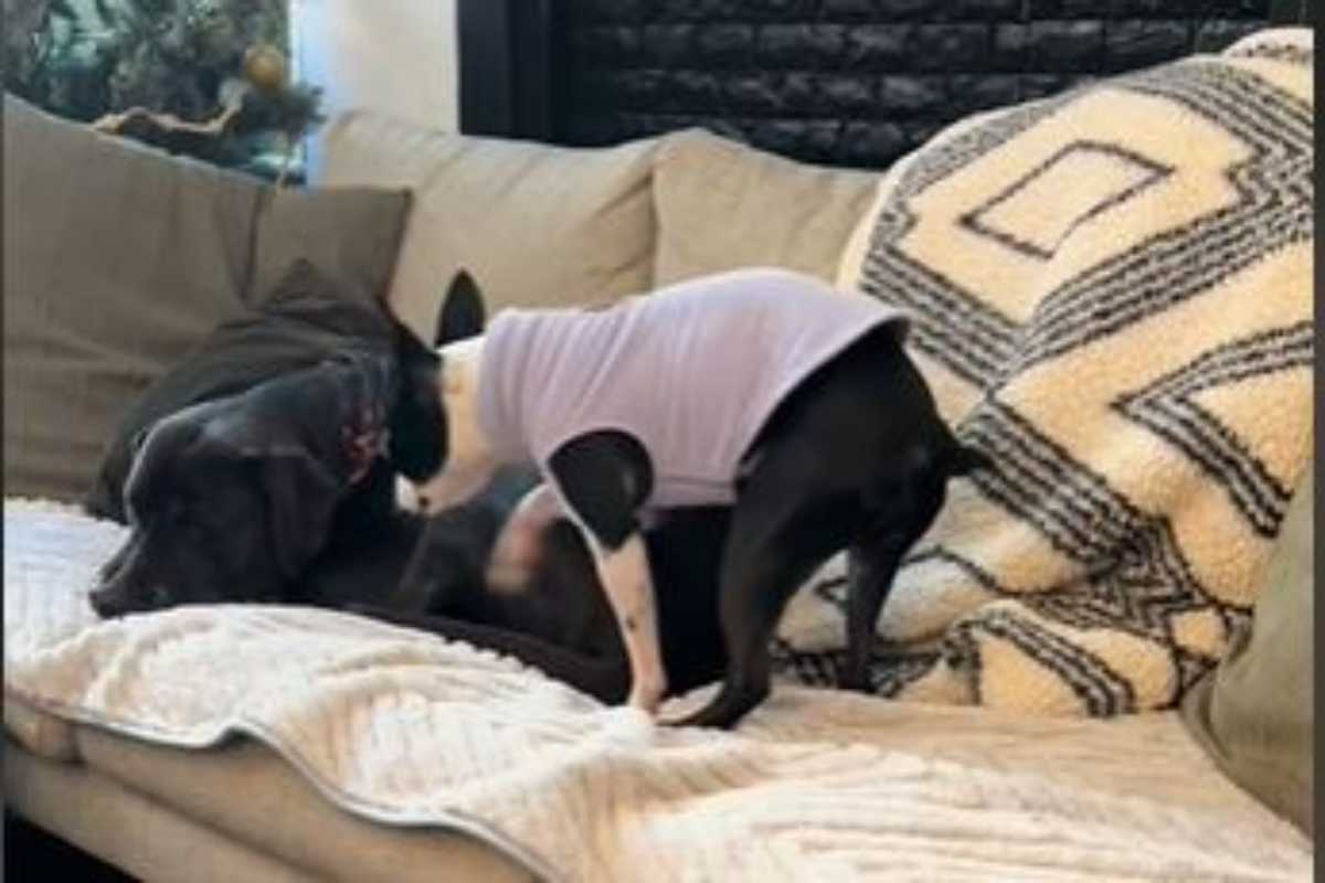 video cagnolino sale sul divano per stare accanto al cane
