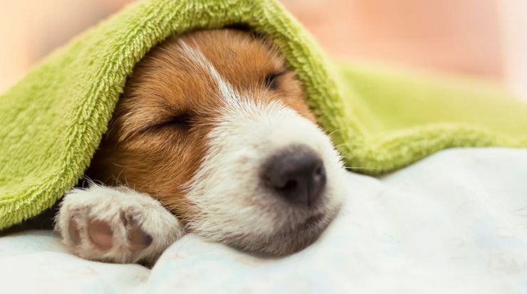 Studi rivelano cosa sognano i cani 
