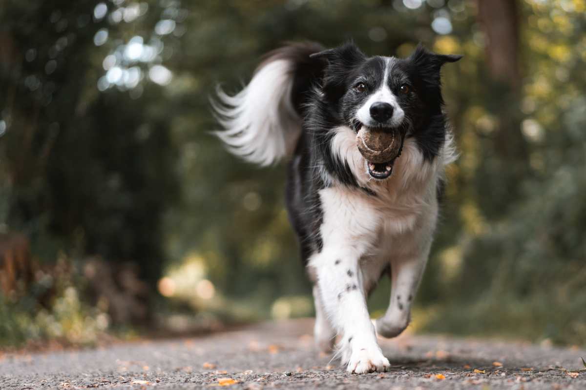 integratori per cani