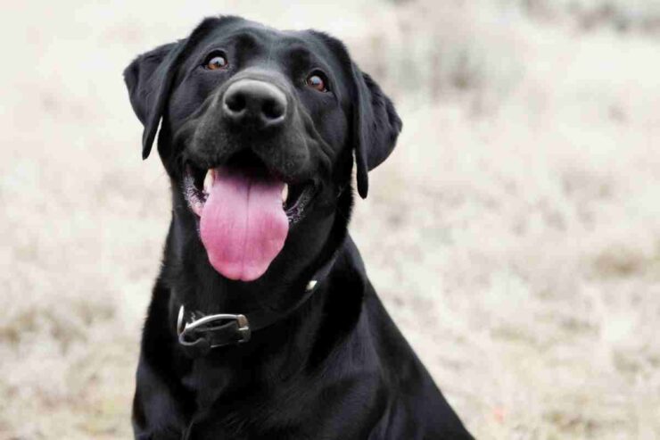 cane, occhio agli alimenti che mangia