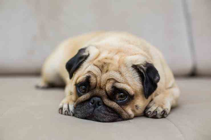 depressione cane segnali