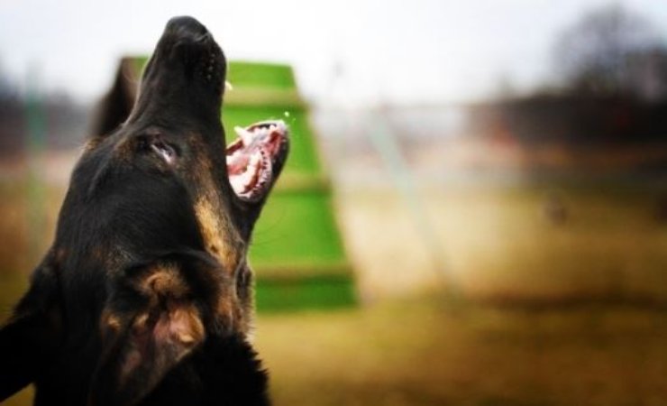 il cane del vicino abbaia troppo