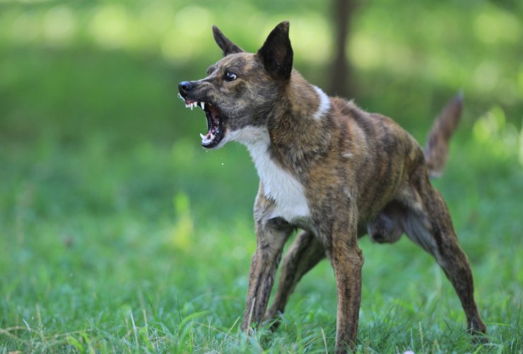 difendersi da cani aggressivi