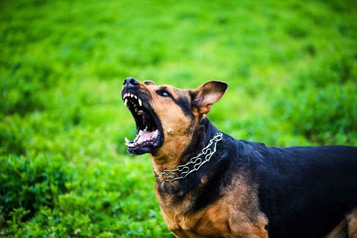 difendersi da cane randagio